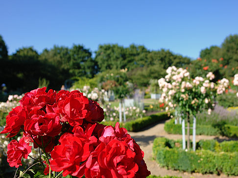 Foto Planten un Blomen - Rosengarten - Hamburg
