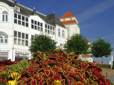 Seebrücke Binz Foto 