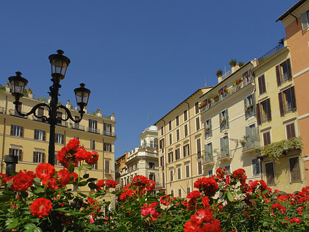 Foto Blumen